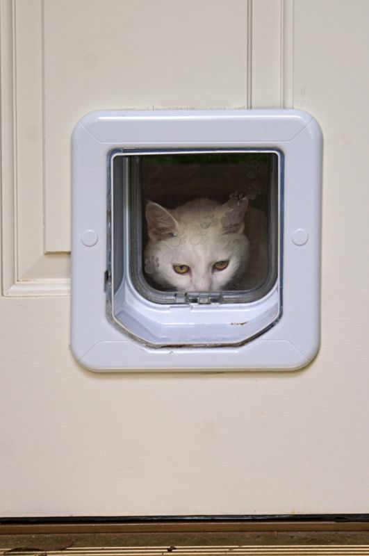 Cat Door Installation in Spring