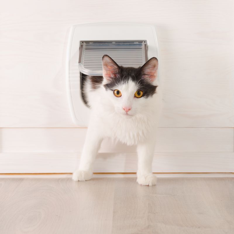 Cost of Cat Door Installation — Cost of Cat Door Installation