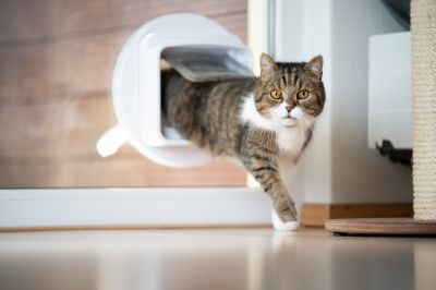 Cost of Cat Door Installation — Cost of Cat Door Installation